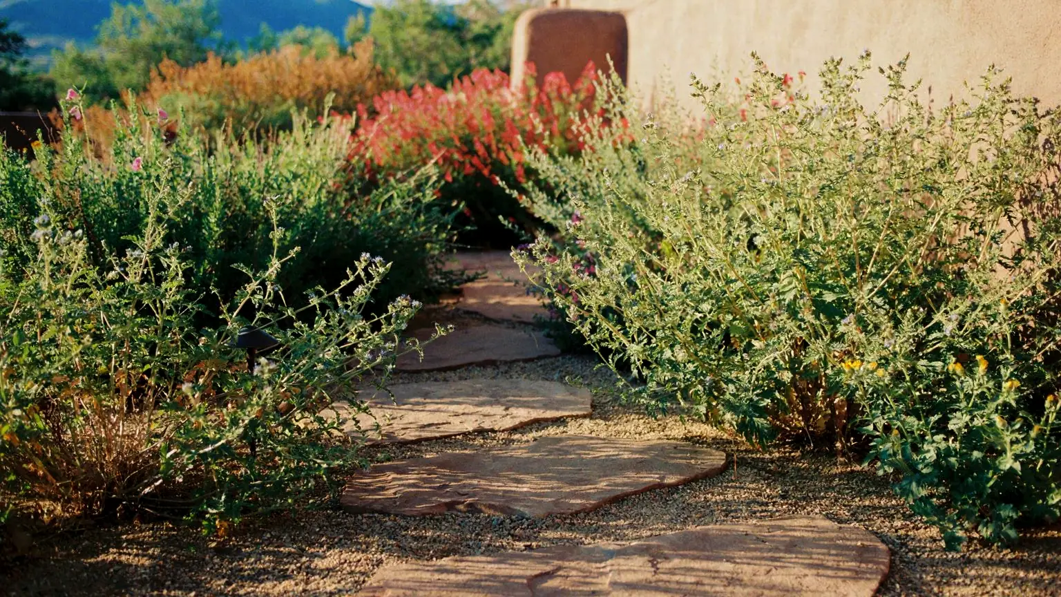 Raked gravel path meeting flagstone steps between native plantings